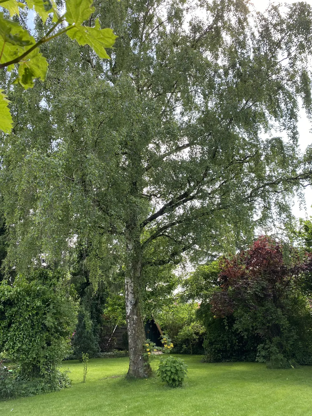 Große alte Birke im Garten von PREVENTHETICS